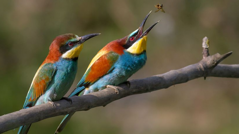Les oiseaux d’Ardèche méridionale (2 ou 3 jours)