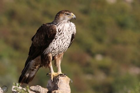 Randonnée découverte des oiseaux d'Ardèche méridionale