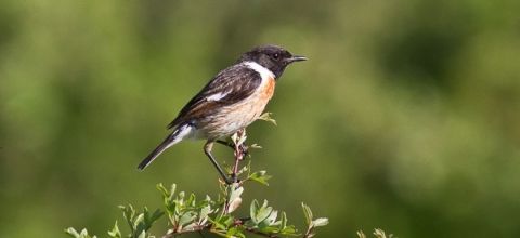 Randonnée découverte des oiseaux d'Ardèche méridionale